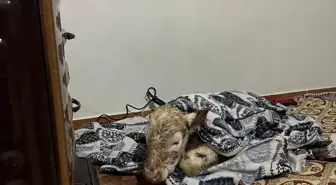 Diyarbakır'da Soğuktan Etkilenen Buzağı Evde Isıtıldı