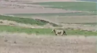 Tarlanın etrafında dolaşan kurt kamerada