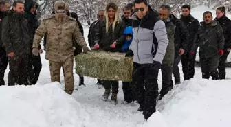 Tunceli'de kar kalınlığı yarım metreyi aştı; yaban hayvanları için doğaya yem bırakıldı