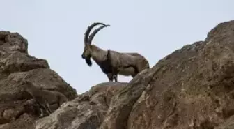 Yaban keçisi avlayan 3 kişiye 2 milyon 894 bin TL ceza kesildi