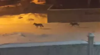 Yiyecek bulmakta zorlanan kurtlar ilçeye indi