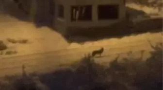 Amasya'da aç kalan tilki mahalleye indi