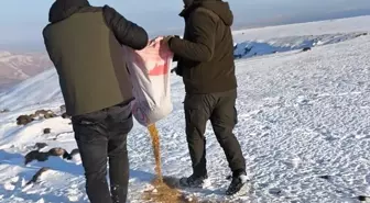 Batman'da yaban hayvanları için doğaya buğday ve sakatat bırakıldı