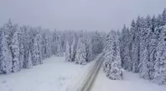 Bolu'da karla kaplı çam ağaçları havadan görüntülendi