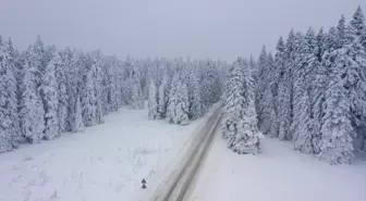 Bolu'da karla kaplı çam ağaçları havadan görüntülendi