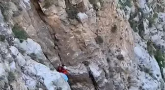 Fethiye'de kayalıklarda mahsur kalan keçi kurtarıldı