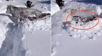 Kastamonu'da ineklerin 1,5 metrelik karla mücadelesi