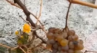 Kırşehir'de eksi 10 derecede dalında bıraktığı üzümleri topladı