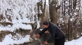 Muşlu yerel sanatçı, kışın ölüme terk edilen at ve eşeklere sahip çıkıyor
