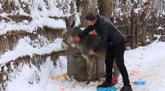 Muşlu yerel sanatçı, kışın ölüme terk edilen at ve eşeklere sahip çıkıyor