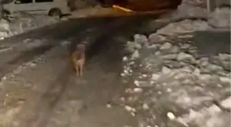 Sincik'te kurt köy merkezine indi