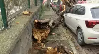 Şişli ve Beşiktaş'ta ağaçlar park halindeki araçların üzerine devrildi