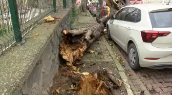 Şişli ve Beşiktaş'ta ağaçlar park halindeki araçların üzerine devrildi