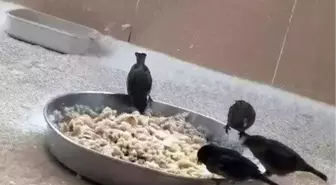 Adıyamanlılar sokak hayvanlarını unutmadı