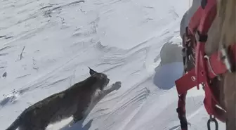 Atıyla gezerken vaşakla karşılaştı