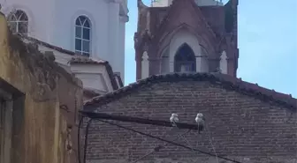 Ayvalık'ta Saatli Camisi'nin saati yerinden düştü