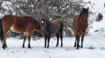 Beypazarı'nda yılkı atları görüntülendi
