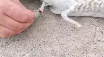 Bir ayağı ampute, bir ayağı misinaya dolandı: Pendik'te martının kurtarılma anı kameralarda