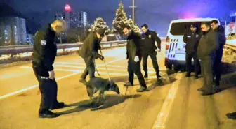 Amasya'da Yaralı Yavru Kurt Tedavi Altına Alındı