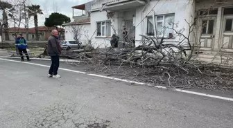 Gelibolu'da şiddetli rüzgar ağacı devirdi