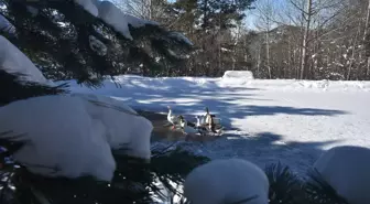 Gümüşhane, Rize ve Giresun'da 99 köye ulaşım sağlanamıyor