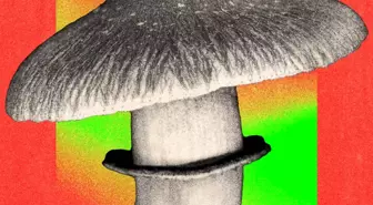 Halüsinojen mantarlar ruh sağlığı bozukluklarını tedavi edebilir mi?