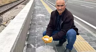 Karayolunun kenarında beyaz örtü oluşturan tırlardan dökülen gübreler, fırçalarla toplanarak bahçelerde değerlendiriliyor