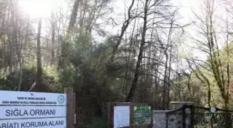 Koruma altındaki sığla ormanının güzellikleri tekne turuyla keşfediliyor