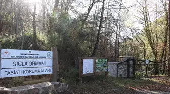 Koruma altındaki sığla ormanının güzellikleri tekne turuyla keşfediliyor