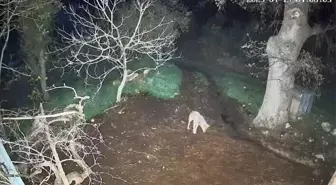 Menteşe'de kurdun saldırdığı 3 koyun telef oldu