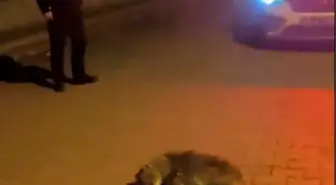 Samsun'da bitkin halde bulunan yavru çakal, tedaviye alındı