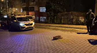 Samsun'da polisin bitkin halde bulduğu çakal yavrusu tedavi altına alındı