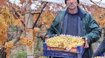 Sarıgöl'de üzüm hasadında sona gelindi