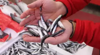 'Soğuk hava nedeniyle hamsiler Gürcistan açıklarına gitti'