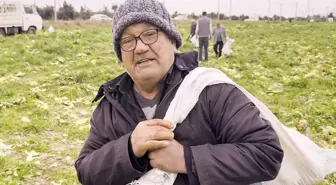 İsyan edip tüm ekini bedava dağıttı, duyan çuval çuval topladı! Bir günde bitti