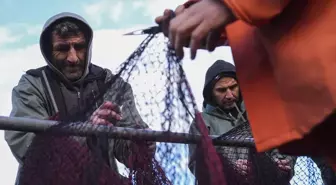 Yarısı tamamlanan av sezonunda hamsi ve sardalya yüz güldürdü