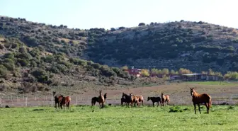 Adana milyonluk İngiliz ve Arap atlarının yetişme alanı oldu