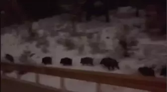 Amasya'da domuz sürüsü görüntülendi