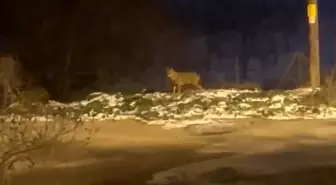 Başkentte kurt sürüsü görüldü