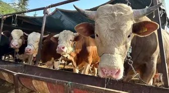 Erzincan'da 'Besilik Erkek Sığır Desteği' başvuruları başladı