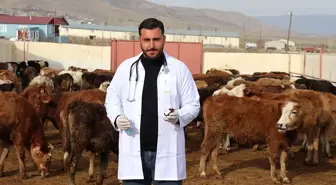 Genç veteriner, baba mesleği hayvancılığı modern yöntemlerle sürdürüyor
