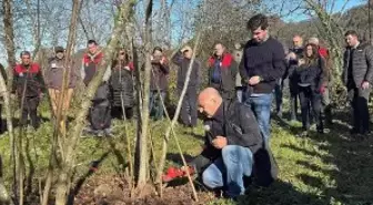 Giresun'da fındık budama eğitimi çalışmaları sürüyor