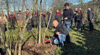 Giresun'da fındık budama eğitimi çalışmaları sürüyor
