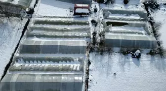 Karabük'te kar yağışı nedeniyle çöken seralardaki ürünler zarar gördü