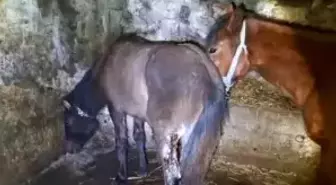 Kars'ta 15 atı ayaklarından vurdular