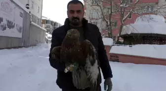 Erciş'te Yaralı Kızıl Şahin Doğaya Teslim Edildi