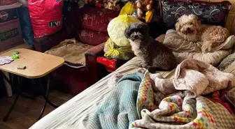 Kocaeli'de bir evde kötü koşullarda tutulan 55 hayvan koruma altına alındı