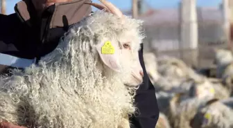 Nesli tükenme tehlikesi altında olan bin 200 Ankara keçisine gözleri gibi bakıyorlar