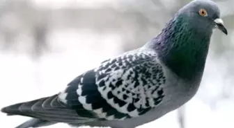 O anlar kamerada: Kasklı şüpheli damdaki kuşları çaldı