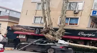 Sarıyer'de lodos dehşeti: Dev çınar otomobili ezdi, diğer araç saniyelerle kurtuldu